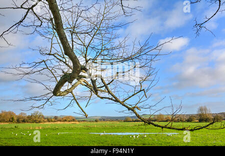 Champ inondé en hiver au Royaume-Uni avec un arbre sans feuilles au premier plan. Banque D'Images