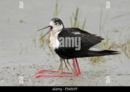 Black-winged Stilt / Stelzenlaeufer ( Himantopus himantopus ) en situation drôle lors du recueil de ses poussins sous les ailes. Banque D'Images