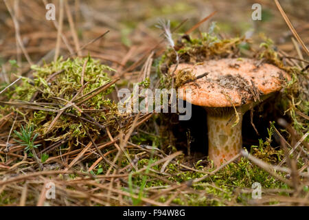 Lait safran champignons cap sur un sol de champ de pin Banque D'Images