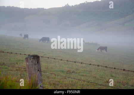 Vaches paître dans un enclos brumeux tôt le matin en Australie Banque D'Images