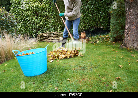 Une femme dans une collecte de feuilles mortes du jardin avec un râteau. Banque D'Images