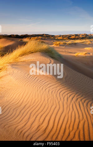 Dunes de sable sur Forvie National Nature Reserve dans lumière du soir - près de Newburgh, Aberdeenshire, Ecosse. Banque D'Images