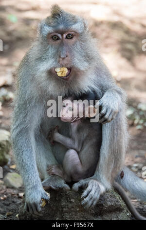 Manger du crabe Macaque (Macaca fascicularis) mother with baby Banque D'Images