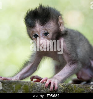 Manger du crabe Macaque (Macaca fascicularis) bébé. Banque D'Images