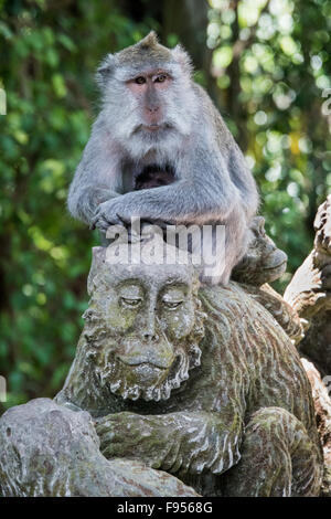 Manger du crabe Macaque (Macaca fascicularis) posant sur statue de Macaque Banque D'Images