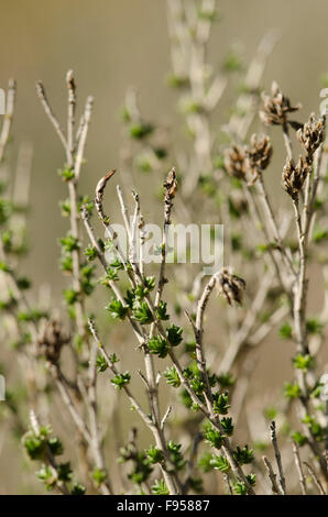 Thymus vulgaris Thym commun, thym, allemand, le thym, le jardin d'herbes sauvages en Espagne. Banque D'Images