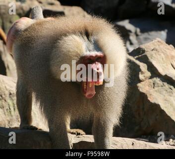 L'Afrique de l'homme agressif babouin Hamadryas (Papio hamadryas) voitures. Banque D'Images