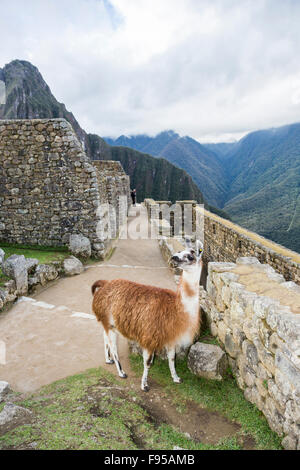 Llama brun et blanc avec un gentil, vilain expression posant dans les murs Incas et les ruines de Machu Picchu, l'Inca, Pérou Banque D'Images