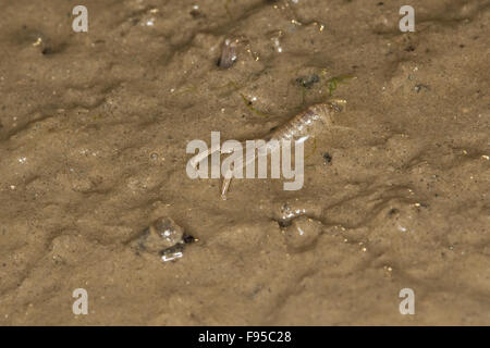 La boue, la boue scud de l'amphipode, habitation, Schlickkrebs Schlick-Krebs Wattkrebs Schlamm-Strandfloh,,, Corophium volutator Banque D'Images