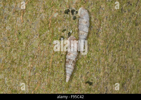 Escargot, Schließmundschnecke porte Thames, Schließmund-Schnecke, Alinda biplicata biplicata, Balea biplicata Laciniaria, Banque D'Images