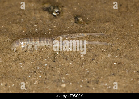 La boue, la boue scud de l'amphipode, habitation, Schlickkrebs Schlick-Krebs Wattkrebs Schlamm-Strandfloh,,, Corophium volutator Banque D'Images