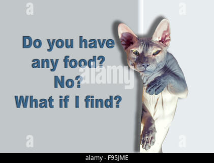 Funny cat sphynx à tête et, de l'alimentation les requêtes. Banque D'Images