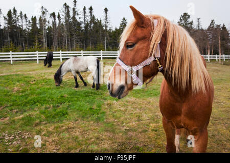 Croisé d'un mélange de l'anglais, irlandais et écossais ponys Terre-Neuve et Labrador. Banque D'Images