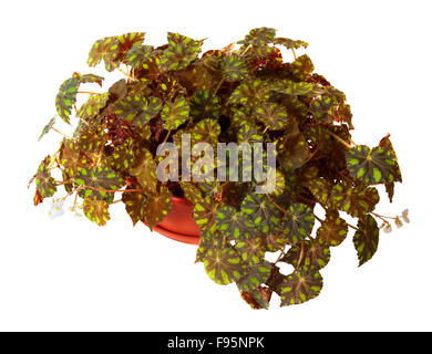 Begonia Rex en pot. Isolé sur fond blanc Banque D'Images