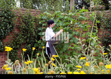 Cueillette des légumes en chef de cuisine jardin Banque D'Images