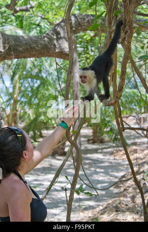 L'alimentation d'un Whiteheaded capushing touristiques (Cebus capucinus) singe dans la jungle du Costa Rica Banque D'Images