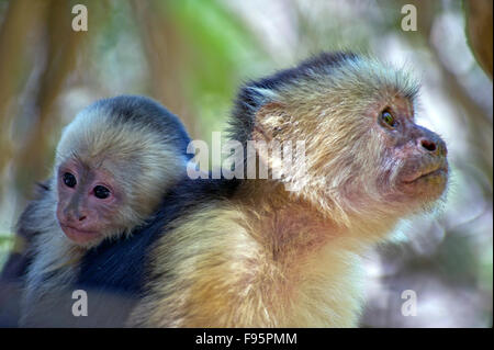 Whiteheaded Capushing (Cebus capucinus) monkey portant un ourson sur le dos Banque D'Images