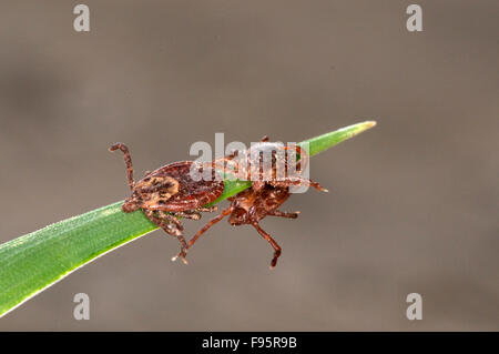 Gros plan du tique américaine du chien ou de tiques sur l'herbe, l'accouplement. (Dermacentor variabilis), près de Thunder Bay, ON, Canada. Banque D'Images