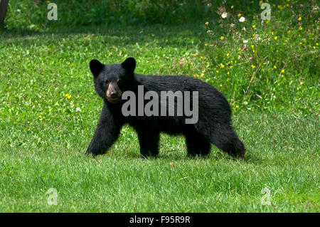 Wild ours noir (Ursus americanus) cuboftheyear. Près de Thunder Bay, ON, Canada. Banque D'Images