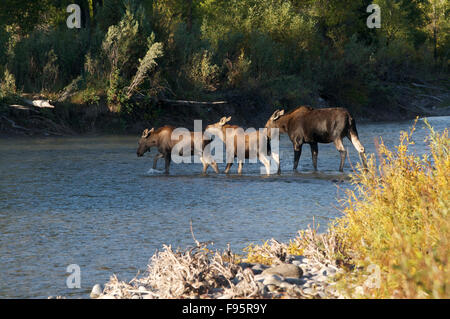 Les Orignaux (Alces, alcessubspecies Shiras) avec deux veaux creek crossing. Jackson, WY, États-Unis d'Amérique. Banque D'Images