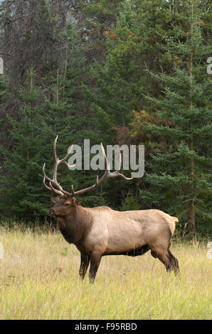 Le Wild Bull Wapiti debout dans l'herbe haute au bord de la forêt, Jasper National Park, Alberta, Canada. (Cervus canadensis) Banque D'Images