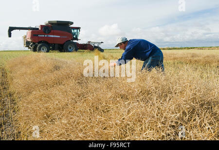 Un agriculteur examine le canola ,sa moissonneuse-batteuse est en arrière-plan, près de Cudworth, Saskatchewan, Canada Banque D'Images