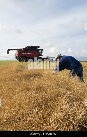 Un agriculteur examine le canola ,sa moissonneuse-batteuse est en arrière-plan, près de Cudworth, Saskatchewan, Canada Banque D'Images