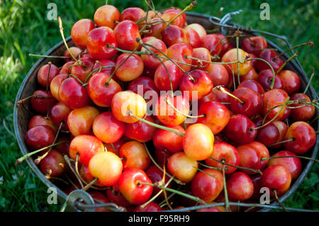 Un seau de Ranier mûres fraîchement cueillies sont les cerises dans l'Okanagan, BC Banque D'Images