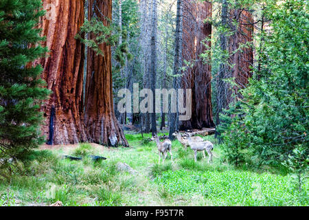 Deer à Mariposa Grove, Yosemite National Park, Californie USA Banque D'Images