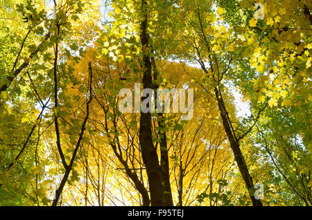Dans la forêt avec auvent rétroéclairé rayonnant de couleurs d'automne jaune d'or et de l'érable arbre feuilles décidues Banque D'Images