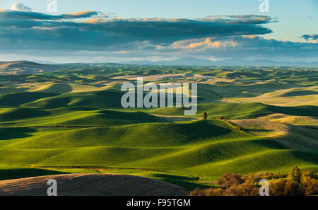 Scenic collines dans la Palouse Scenic Byway, situé au coeur de la région de Palouse, dans le sud-est de Washington, États-Unis Banque D'Images