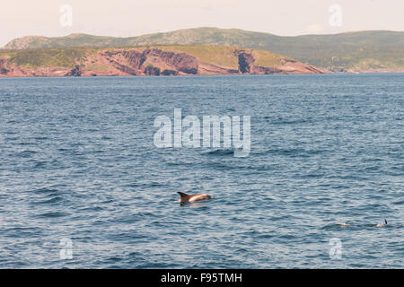 , Dauphin à bec blanc (Lagenorhynchus albirostris), la réserve écologique de Witless Bay, Newfoundland, Canada Banque D'Images