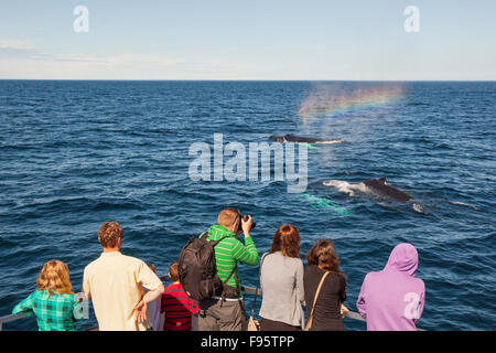 Crachant de la baleine à bosse (Megaptera novaeangliae), et les observateurs de baleines, la réserve écologique de Witless Bay, Newfoundland, Canada Banque D'Images