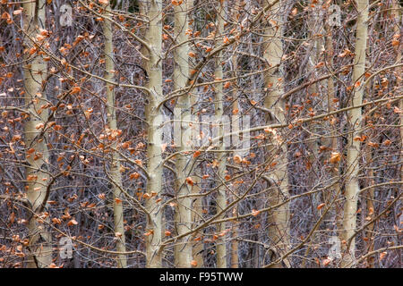 {(Tremble Populus tremuloides) en novembre, Kootenay Plains, Alberta, Canada Banque D'Images