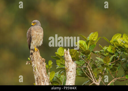 Roadside Hawk (Buteo magnirostris) perché sur une branche en Equateur, l'Amérique du Sud. Banque D'Images