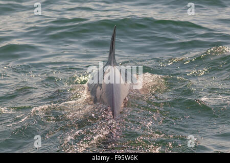 Petit rorqual le petit rorqual, ou du nord (Balaenoptera acutorostrata), la baie de Fundy, Nouveau-Brunswick, Canada Banque D'Images