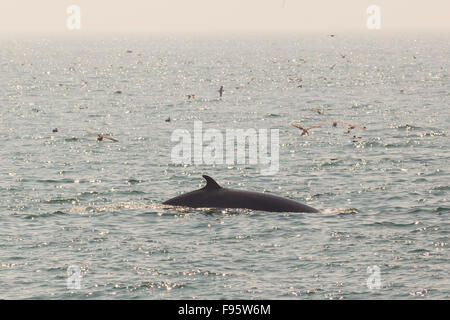 Rorqual commun, baleine, Fineback (Balaenoptera physalus), la baie de Fundy, Nouveau-Brunswick, Canada Banque D'Images