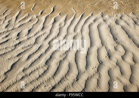 Dunes de sable d'un détail de la Great Sand Hills de la Saskatchewan, près de Sceptre, Saskathewan, Canada Banque D'Images