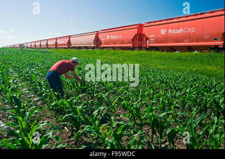 Un agriculteur examine la croissance du maïs à côté de wagons-trémies transportant la potasse, près de Carman, Manitoba, Canada Banque D'Images