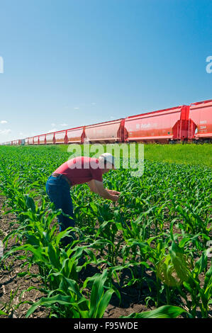 Un agriculteur examine la croissance du maïs à côté de wagons-trémies transportant la potasse, près de Carman, Manitoba, Canada Banque D'Images