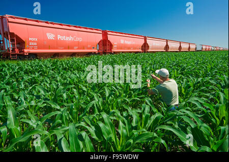 Un agriculteur examine midgrowth le maïs à côté de wagons-trémies transportant la potasse, près de Carman, Manitoba, Canada Banque D'Images