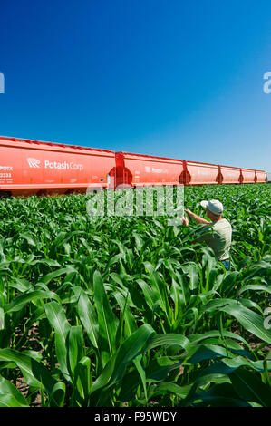 Un agriculteur examine midgrowth le maïs à côté de wagons-trémies transportant la potasse, près de Carman, Manitoba, Canada Banque D'Images