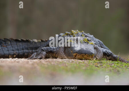 Aligator Brazos Bend State Park, Texas Banque D'Images