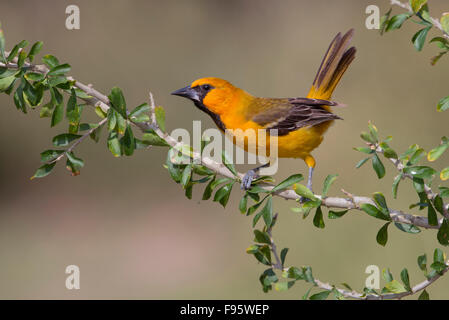 Oriole Altamira Vallée du Rio Grande, Puerto Rico Banque D'Images
