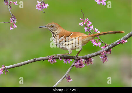 Brown Thrasher, Houston, Texas Banque D'Images