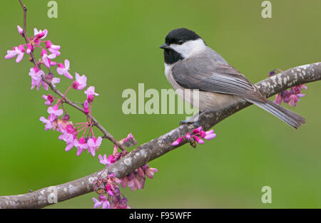 Carolina Chickadee, Poecile carolinensis, Houston, Texas Banque D'Images