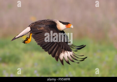 Caracara huppé Caracara cheriway,, Laguna Seca Ranch, Texas Banque D'Images