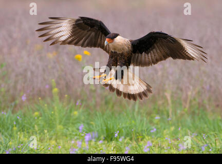 Caracara huppé Caracara cheriway,, Laguna Seca Ranch, Texas Banque D'Images