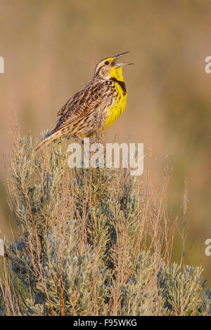 Sturnelle de l'Ouest (Sturnella neglecta) perché sur une branche dans le centre de l'État de Washington, USA. Banque D'Images