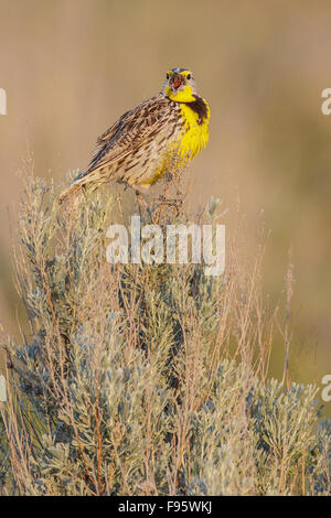 Sturnelle de l'Ouest (Sturnella neglecta) perché sur une branche dans le centre de l'État de Washington, USA. Banque D'Images